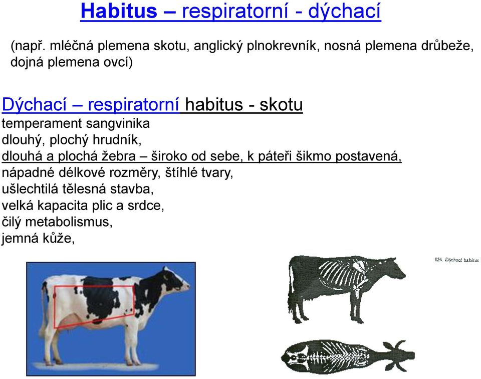 respiratorní habitus - skotu temperament sangvinika dlouhý, plochý hrudník, dlouhá a plochá žebra