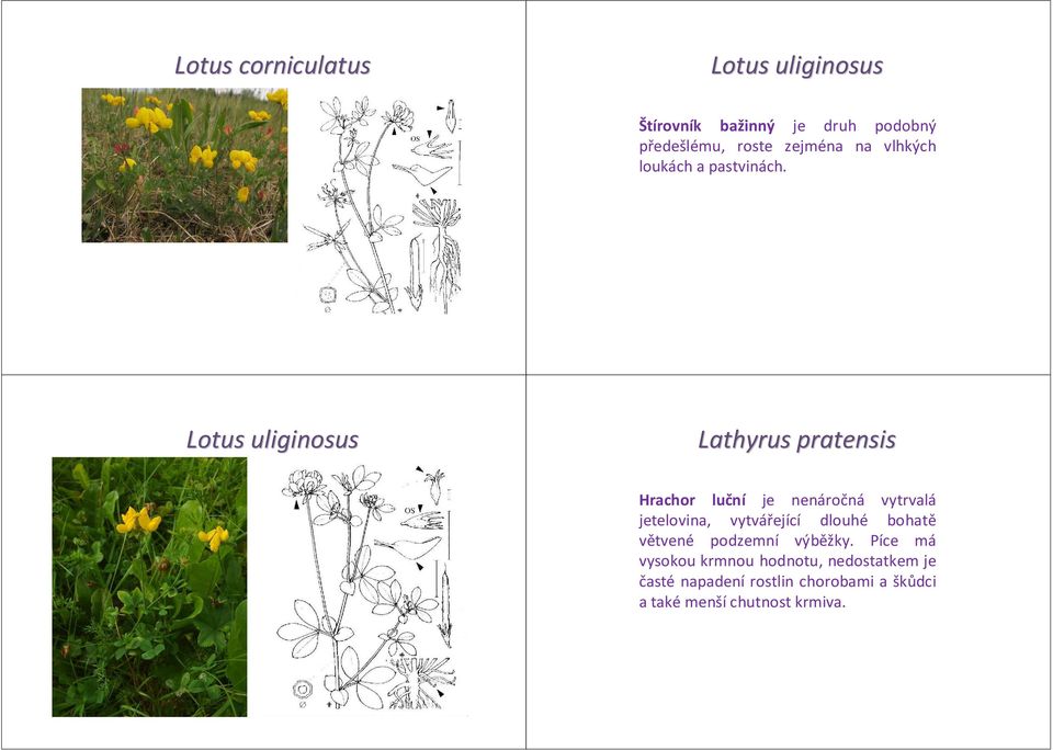 Lotus uliginosus Lathyrus pratensis Hrachor luční je nenáročná vytrvalá jetelovina, vytvářející