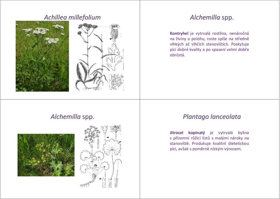 stanovištích. Poskytuje píci dobrékvality a po spasení velmi dobře obrůstá. Alchemilla spp.