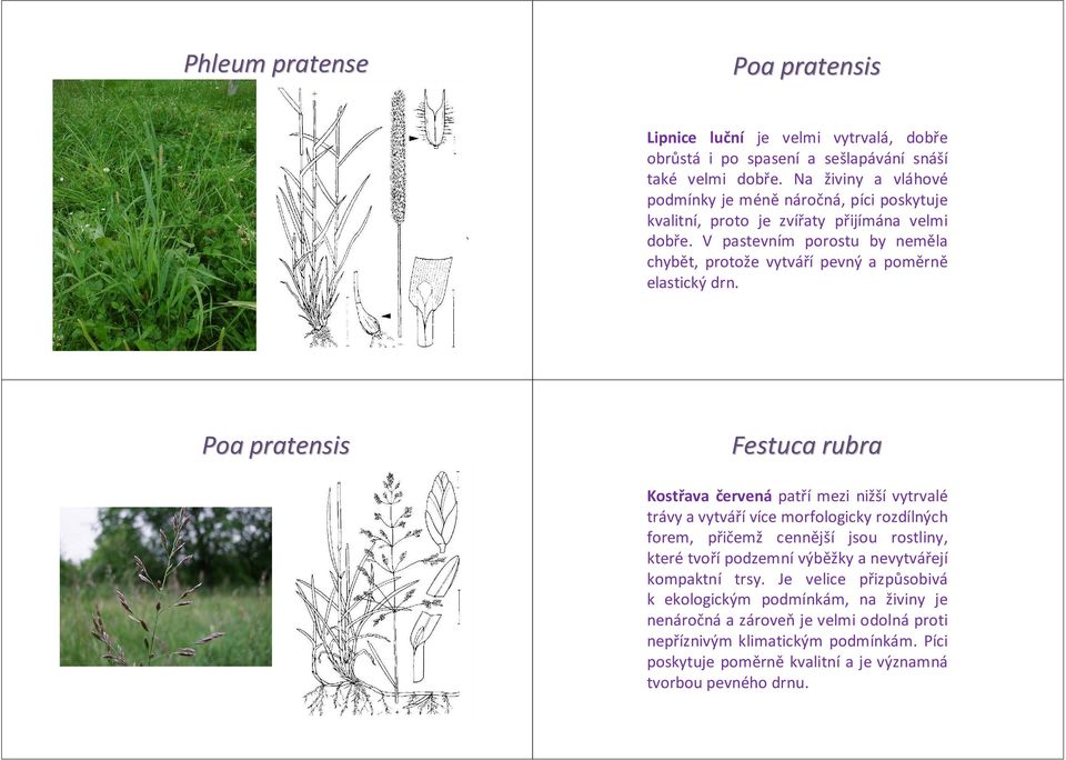 V pastevním porostu by neměla chybět, protože vytváří pevný a poměrně elastický drn.