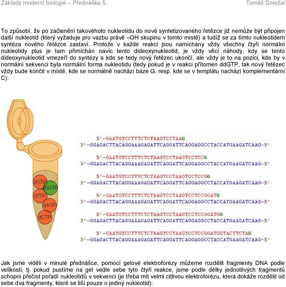 Protože v každé reakci jsou namíchány vždy všechny čtyři normální nukleotidy plus je tam přimíchán navíc tento dideoxynukleotid, je vždy věcí náhody, kdy se tento dideoxynukleotid vmezeří do syntézy