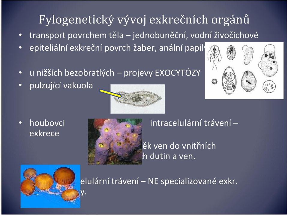 projevy EXOCYTÓZY pulzující vakuola houbovci intracelulární trávení exkrece z buněk