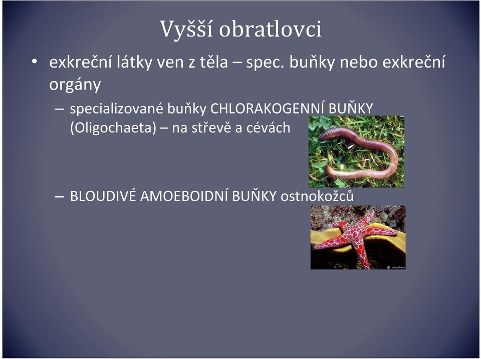 specializované buňky CHLORAKOGENNÍ BUŇKY