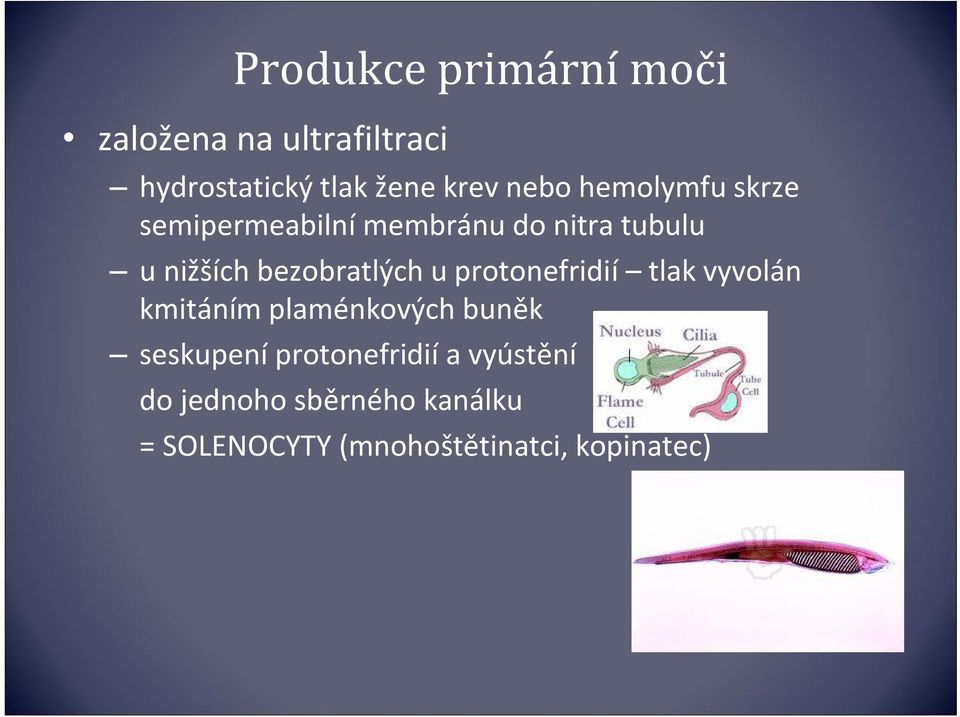 bezobratlých u protonefridií tlak vyvolán kmitáním plaménkových buněk seskupení