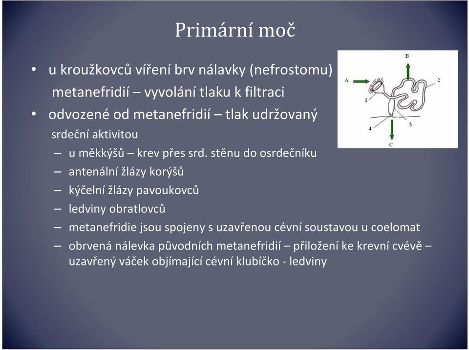 stěnu do osrdečníku antenální žlázy korýšů kýčelní žlázy pavoukovců ledviny obratlovců metanefridie jsou