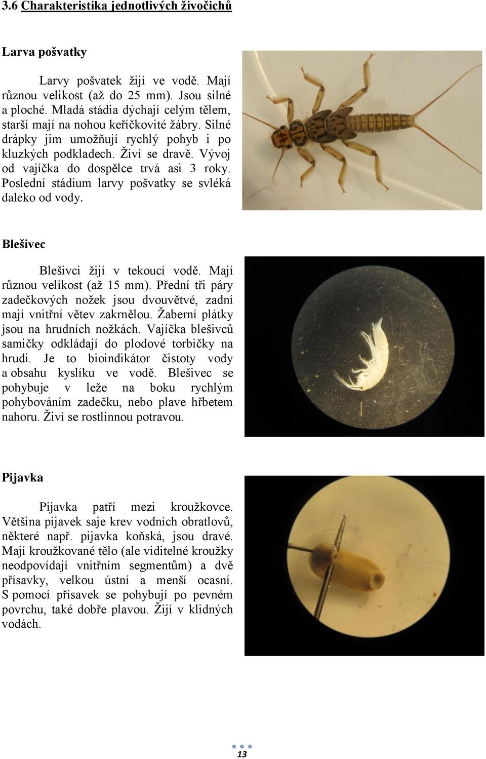 Poslední stádium larvy pošvatky se svléká daleko od vody. Blešivec Blešivci žijí v tekoucí vodě. Mají různou velikost (až 15 mm).