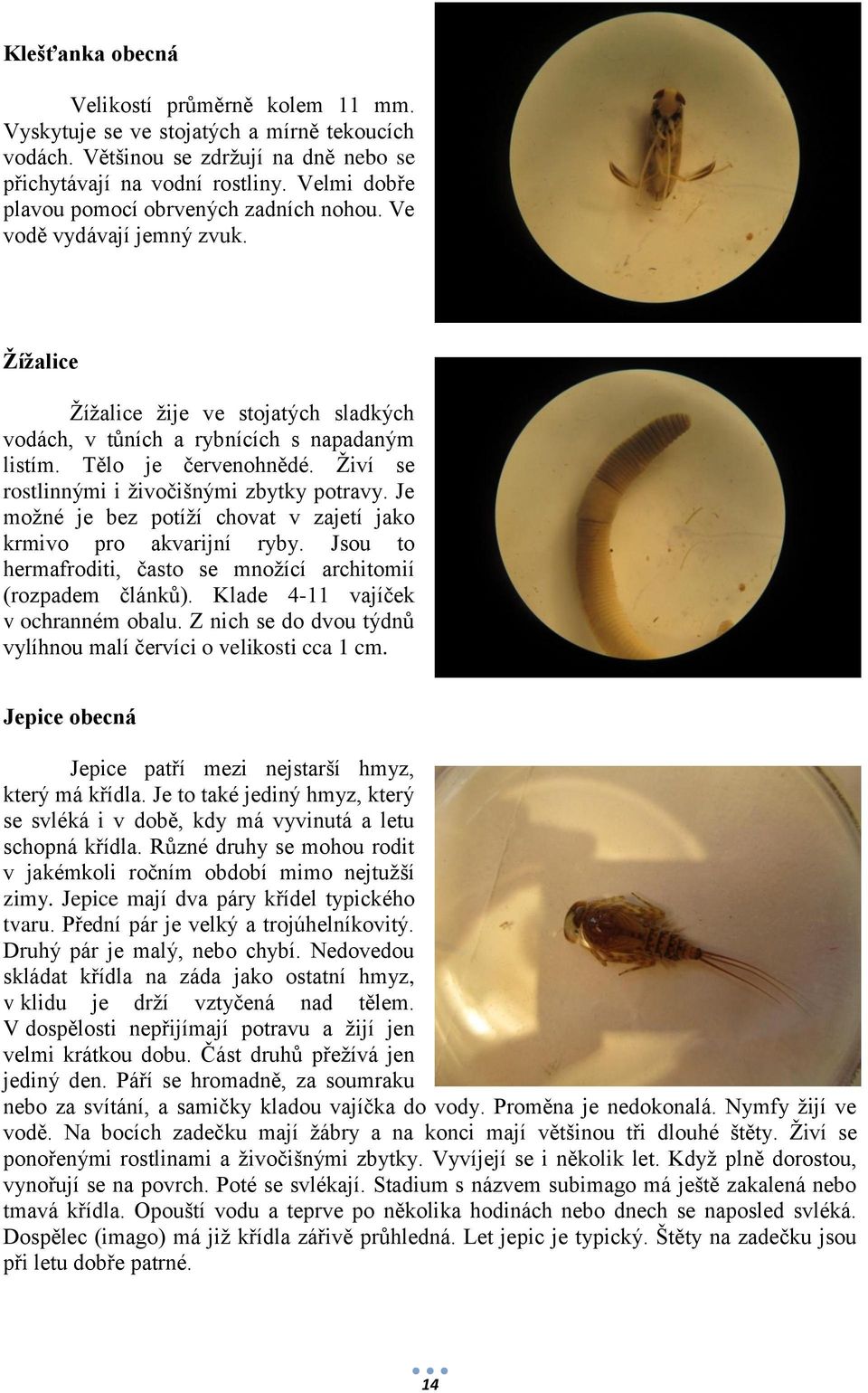 Živí se rostlinnými i živočišnými zbytky potravy. Je možné je bez potíží chovat v zajetí jako krmivo pro akvarijní ryby. Jsou to hermafroditi, často se množící architomií (rozpadem článků).