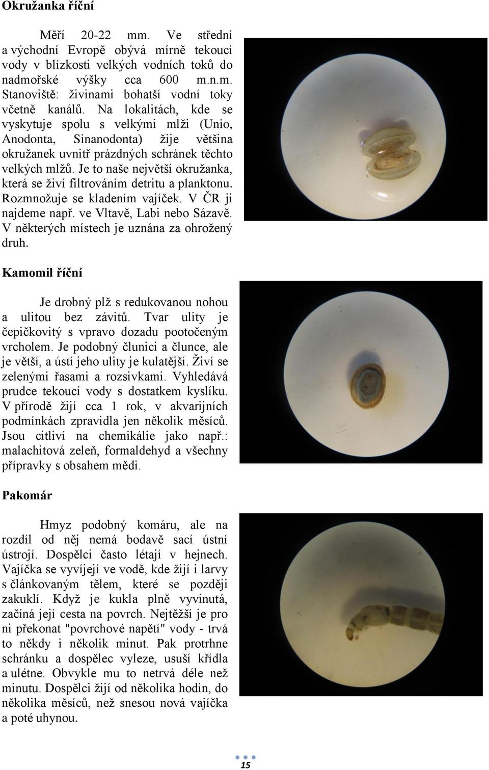 Je to naše největší okružanka, která se živí filtrováním detritu a planktonu. Rozmnožuje se kladením vajíček. V ČR ji najdeme např. ve Vltavě, Labi nebo Sázavě.