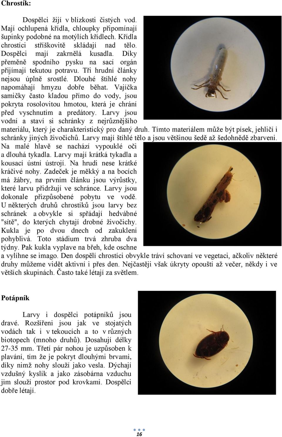 Vajíčka samičky často kladou přímo do vody, jsou pokryta rosolovitou hmotou, která je chrání před vyschnutím a predátory.