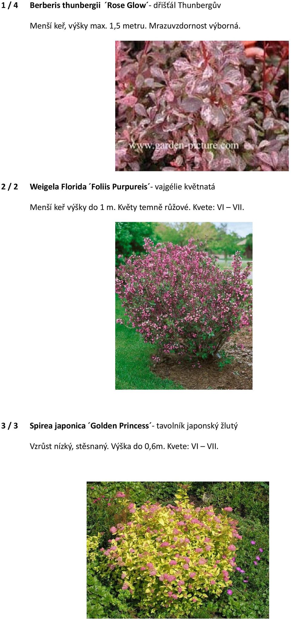 2 / 2 Weigela Florida Foliis Purpureis vajgélie květnatá Menší keř výšky do 1 m.