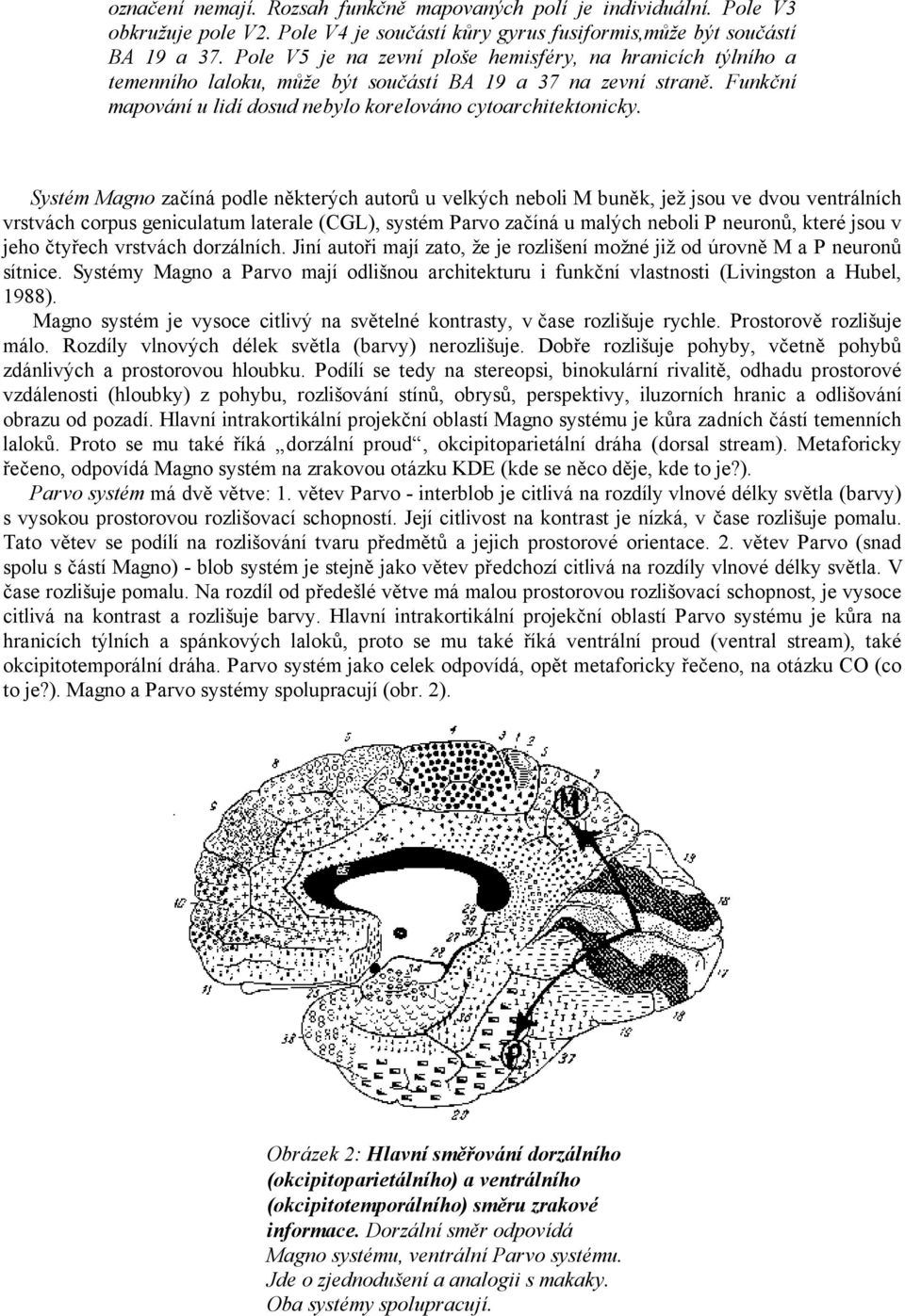 Systém Magno začíná podle některých autorů u velkých neboli M buněk, jež jsou ve dvou ventrálních vrstvách corpus geniculatum laterale (CGL), systém Parvo začíná u malých neboli P neuronů, které jsou