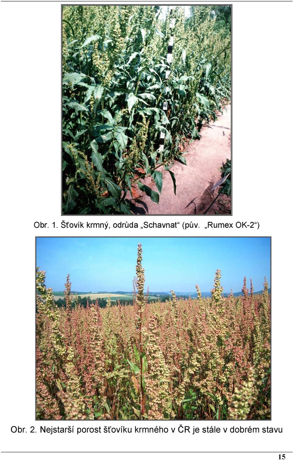 (pův. Rumex OK-2 ) Obr. 2.