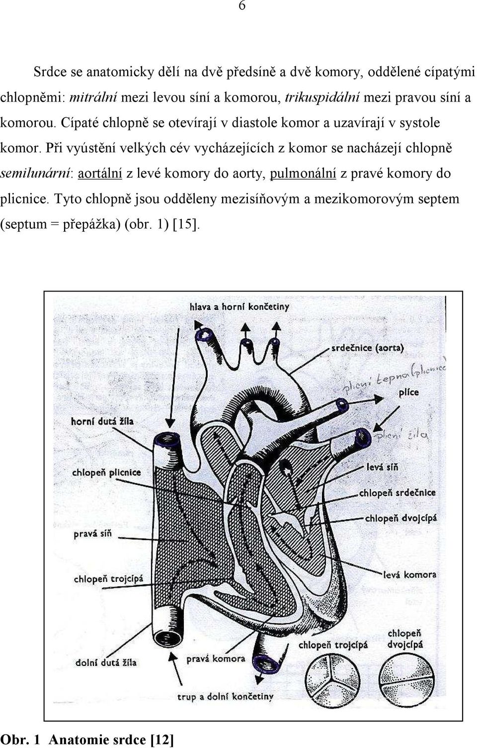 Při vyústění velkých cév vycházejících z komor se nacházejí chlopně semilunární: aortální z levé komory do aorty, pulmonální z