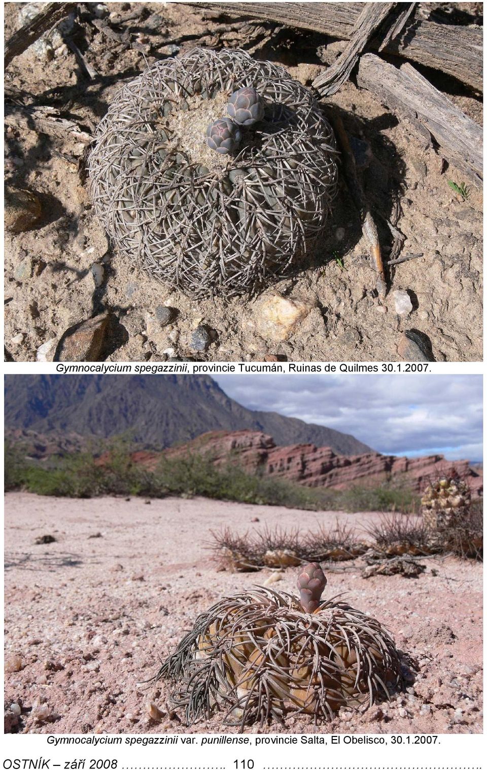 Gymnocalycium spegazzinii var.