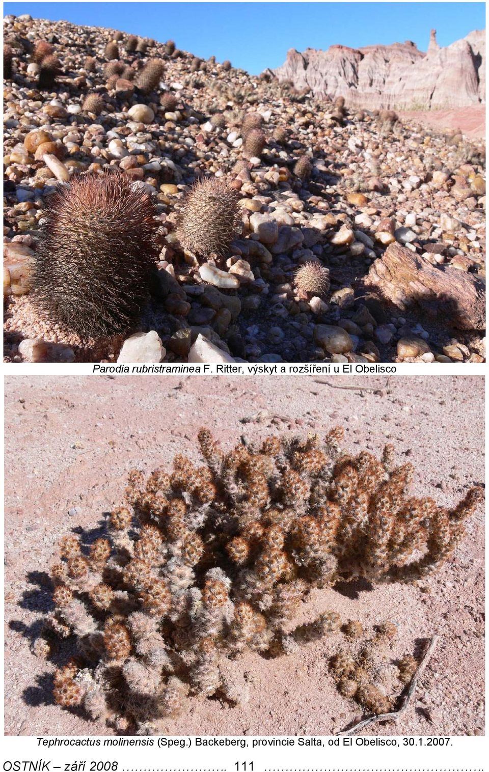 Obelisco Tephrocactus molinensis (Speg.