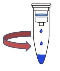 MOLEKULÁRNÍ BIOLOGIE II IZOLACE DNA A PCR IZOLACE DNA 1. vezměte kolonku se sběrnou zkumavkou a víčko kolonky popište fixem 2. přelijte celý obsah z mikrozkumavky do kolonky 3.