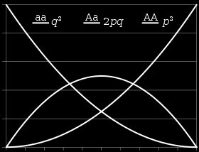 (p+q) 2 = p 2 + 2pq + q 2 = 1 Frekvence Frekvence alel genotypů Dominantní fenotyp zahrnuje dominantní homozygoty a heterozygoty (úplná dominance).