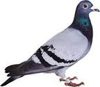 4 PTÁCI (Aves) 4.1 zástupce: holub domácí I.