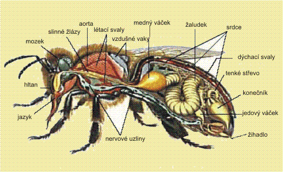 Příloha I: Včela medonosná (Apis mellifera)