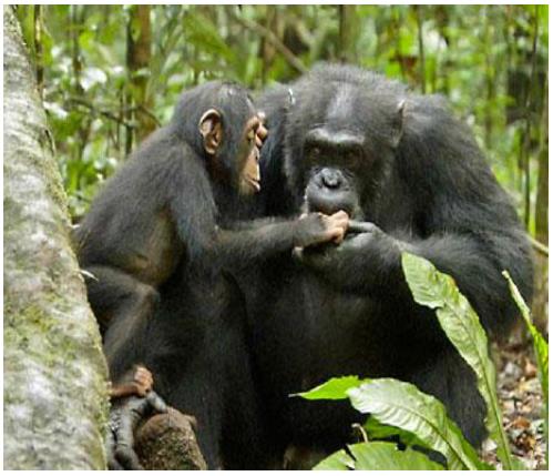 Živá hmota šimpanzů 0,001 t/ha 10 Zdroj: Václav