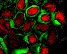 Kontrastní zobrazování buněk bez použití markerů (například fluorescenčních barviv), které mají toxické účinky, umožňuje dlouhodobé přežití buněk in vitro.