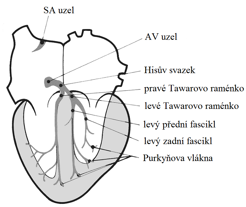 1.2 Srdeční automacie a elektrofyziologie srdce Srdeční síně mají poměrně tenké stěny, zato komory mají stěny silné a svalnaté.