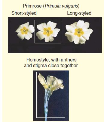 2. Self-Inkompatibilita a. Heteromorfní systémy - odlišná květní morfologie.
