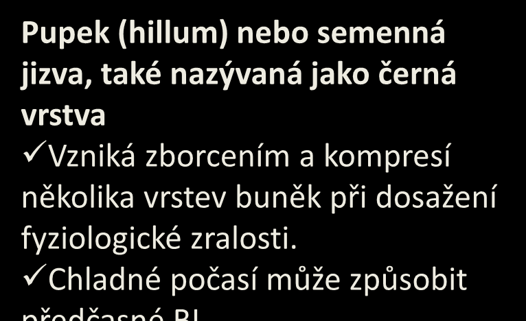 Moučný endosperm Více otevřená struktura, přesto neprůhledný vzhled.