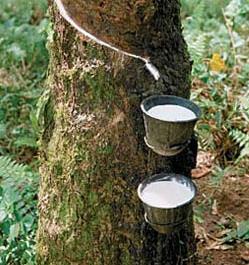 Přírodní kaučuk Přírodní kaučuk Cis-1,4-polyisopren. Surový kaučuk (latex) se získává získává z tropického stromu kaučukovníku brazilského (Hevea brasiliensis) nařezáváním jeho kůry.