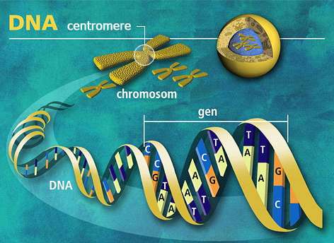 chromozomy: http://www.aktivnizivot.