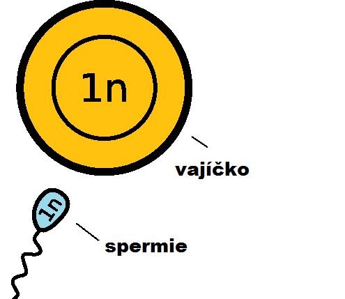 buňky diploidní, haploidní: DIPLOIDNÍ obsahuje 2 sady chromozomů (jednu od matky, druhou od otce)