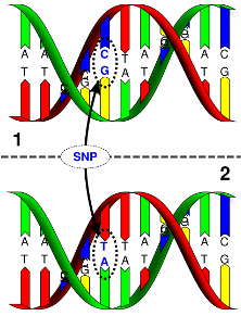 Identifikace pomocí DNA DNA fenotypování jedná se o znaky s polygenní dědičností znaky jsou ovlivněny velkým počtem genů srovnáváním genomů velkého