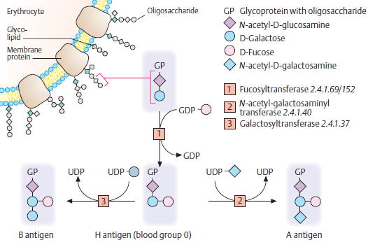 AB0 gen - 9q34.1-9q34.