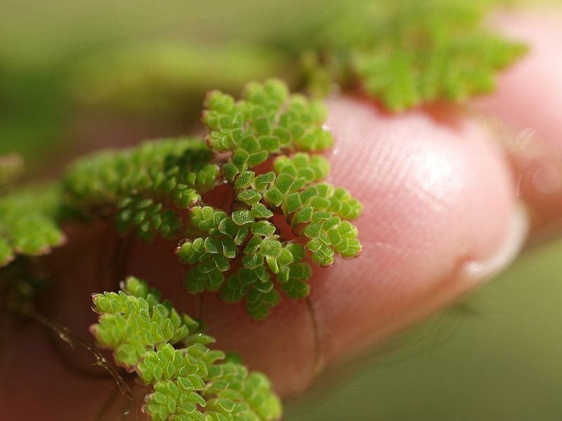 Salviniaceae jednoleté natantní byliny listy 2 vstřícné + rhizofyl se sporokarpy