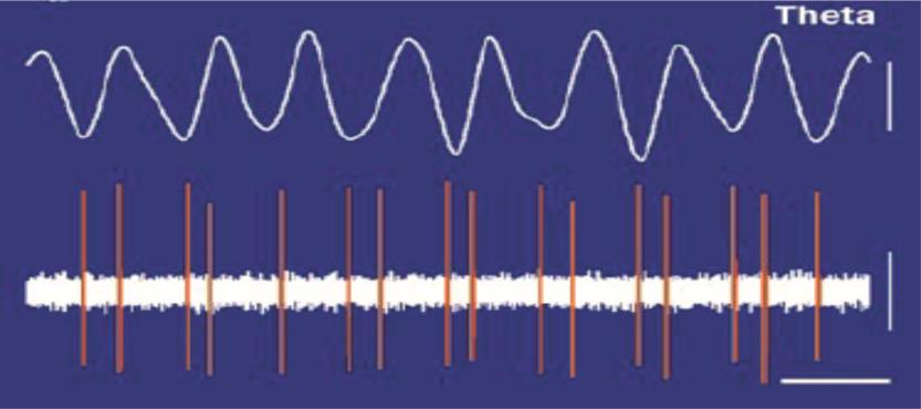 Théta rytmus organizuje aktivitu neuronů v hipokampu
