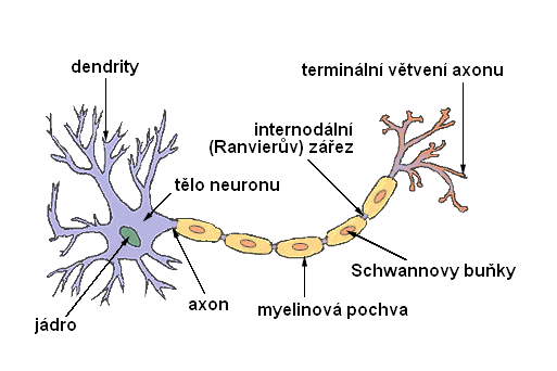 ZÁKLADNÍ PRVKY NERVOVÉ TKÁNĚ Zdroj: www.web-books.