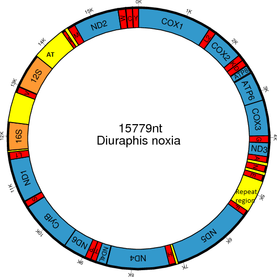 Obr. 3: Model mitochondriálního genomu Diuraphis noxia (geny označeny modře, trna červeně, rrna oranžově a nekódující oblasti žlutě) 4.1.2.