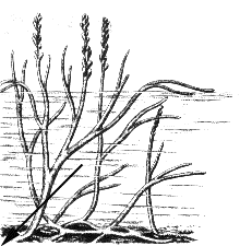 nejstarší cévnaté rostliny oddělení Zosterophyllophyta dichotomické nebo monopodiální větvení primitivní tracheidy; protostélé