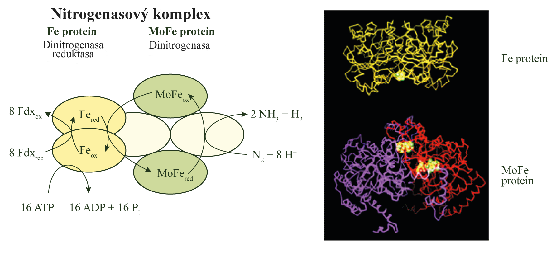 Fixace dusíku 2 8 8 e 16 ATP 16 2 2 3 2 16 ADP 16 P i itrogenasa je komplexem dvou proteinů: 1.