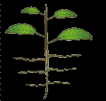 trubic vodivých pletiv a nese další části rostlin do výšky list umožňuje fotosyntézu, odpařování vody a její proudění v rostlině, dýchání rostliny.