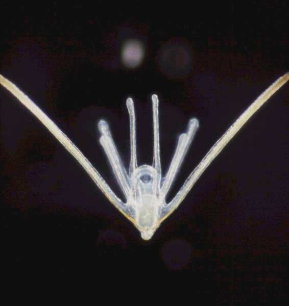 Ophiuroida - hadice početn etná skupina, všechny v mořsk ské biotopy bez řitního otvoru, tělnt lní terč