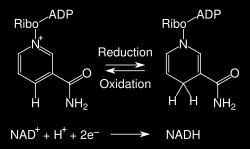 Redoxní reakce NAD RH2 + NAD+ NADH + H+ + R (de)hydrogenace na vazbě C O nebo C N