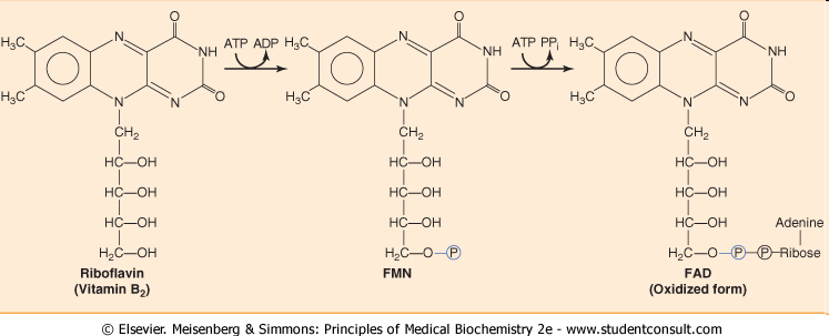 Vitamin B2 FMN ATP-dependentní fosforylace