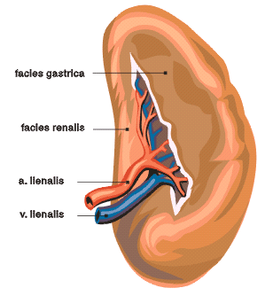 Slezina (lien, splen): Slezina je orgánem cévního systému