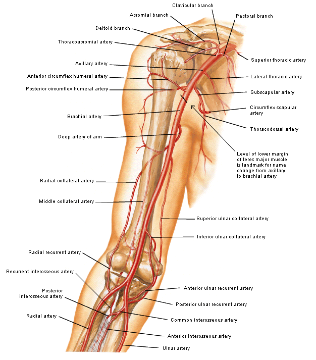 Arteria brachialis: navazuje na a.