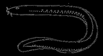 Infrakmen: Kruhoústí (Cyclostomata) Struna hřbetní i u dospělců.