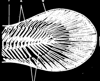 Ploutve - paprsky nepárové (hřbetní, ocasní, řitní, tuková ploutvička) a párové (prsní, břišní) Ocasní ploutev homocerkní, difycerkní, heterocerkní Smysly - čich, zrak, sluch (Weberův aparát)