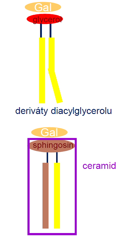 Glykolipidy glykosphingolipidy