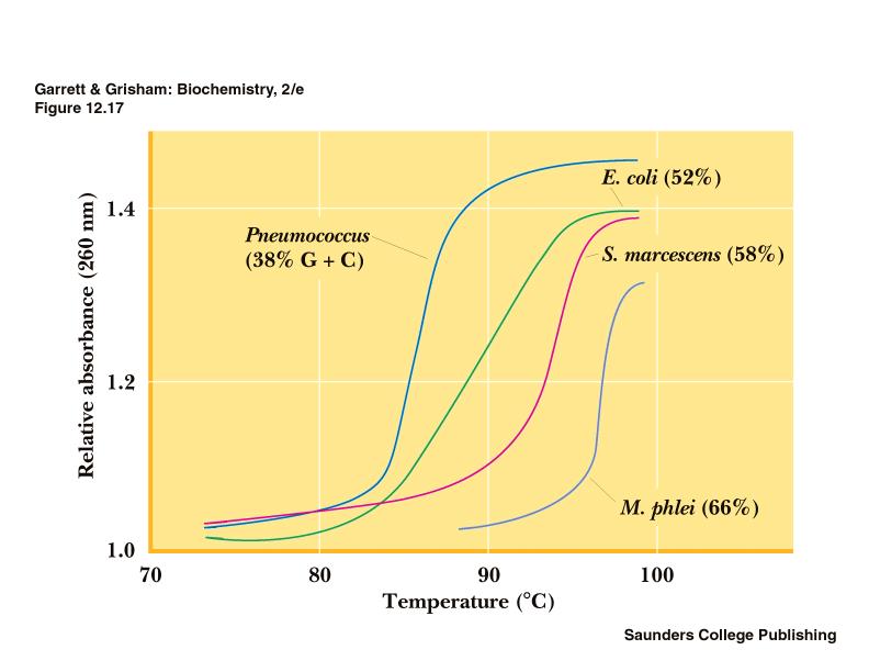 Teplotní denaturace DNA Hyperchromní efekt: T m = teplota tání DNA