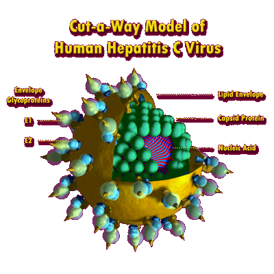Virus hepatitidy C http://www.pcswn.